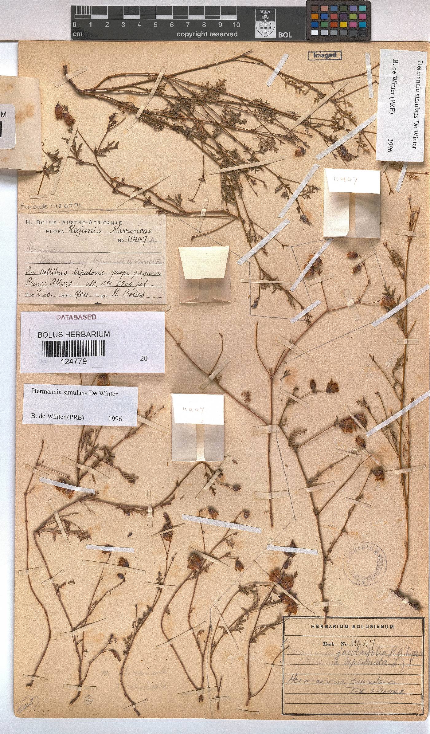 Hermannia simulans image