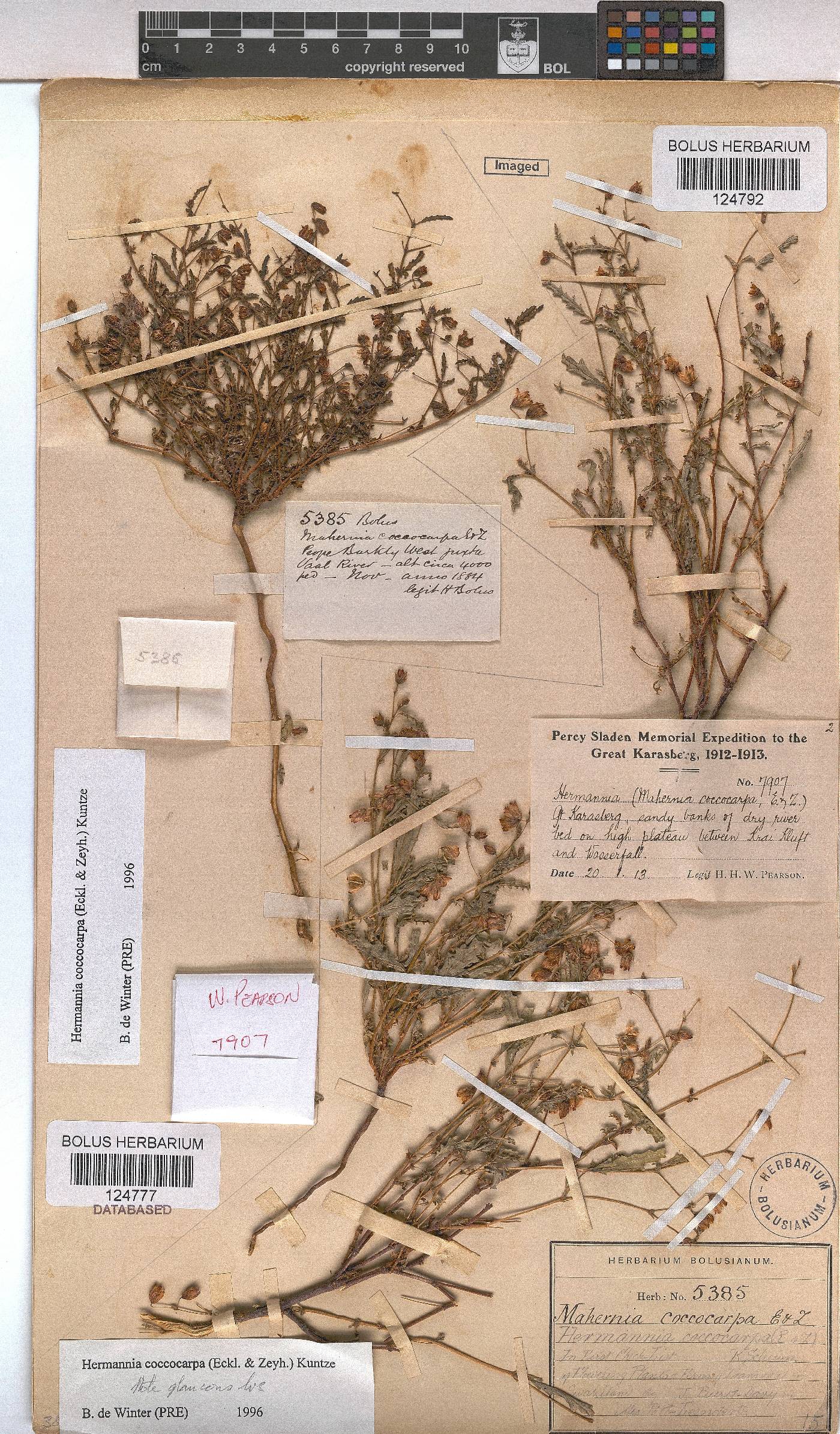 Hermannia coccocarpa image