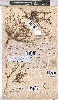 Hermannia coccocarpa image