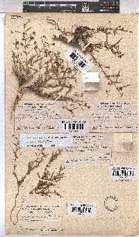 Hermannia coccocarpa image