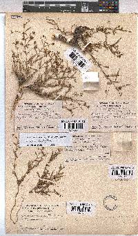 Hermannia coccocarpa image