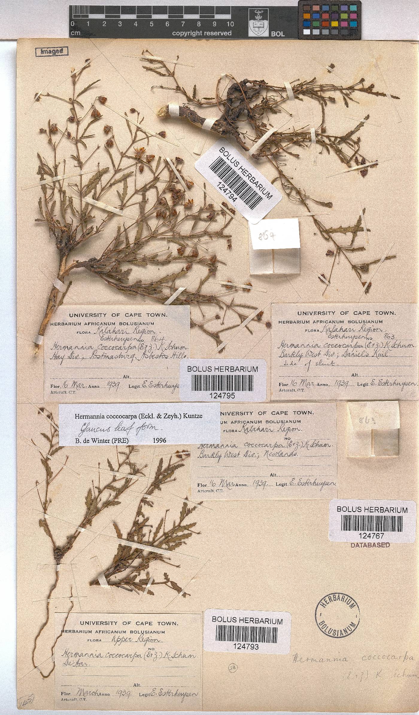Hermannia coccocarpa image