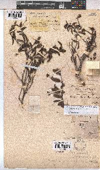 Hermannia veronicifolia image