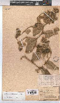 Hermannia cordata image