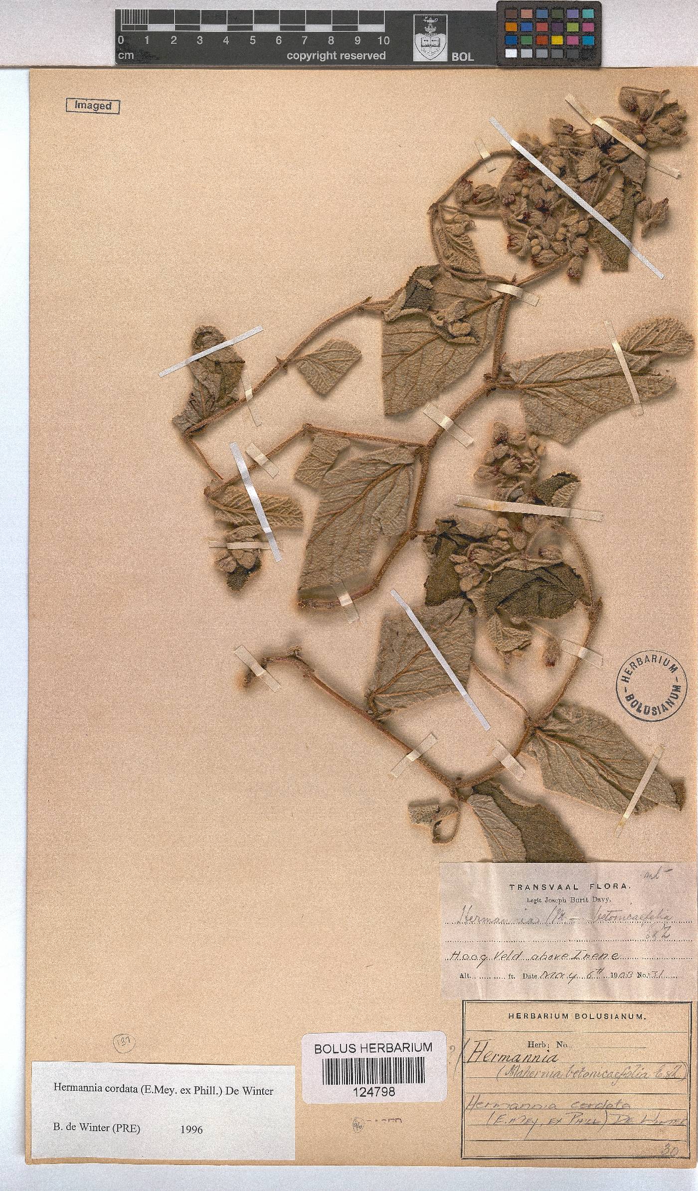 Hermannia cordata image