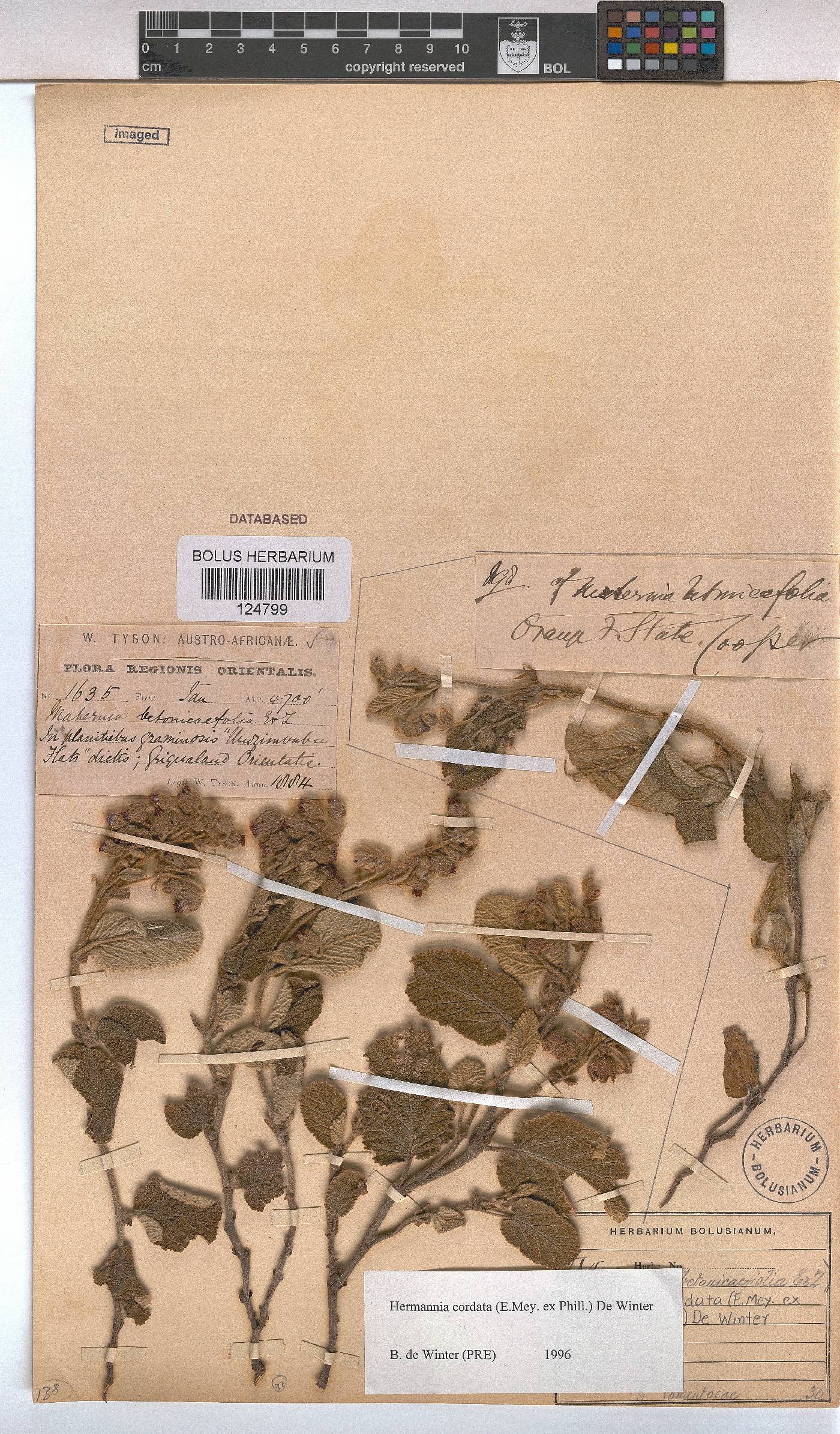 Hermannia cordata image