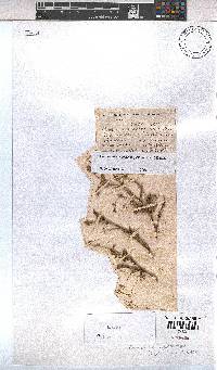 Hermannia coccocarpa image