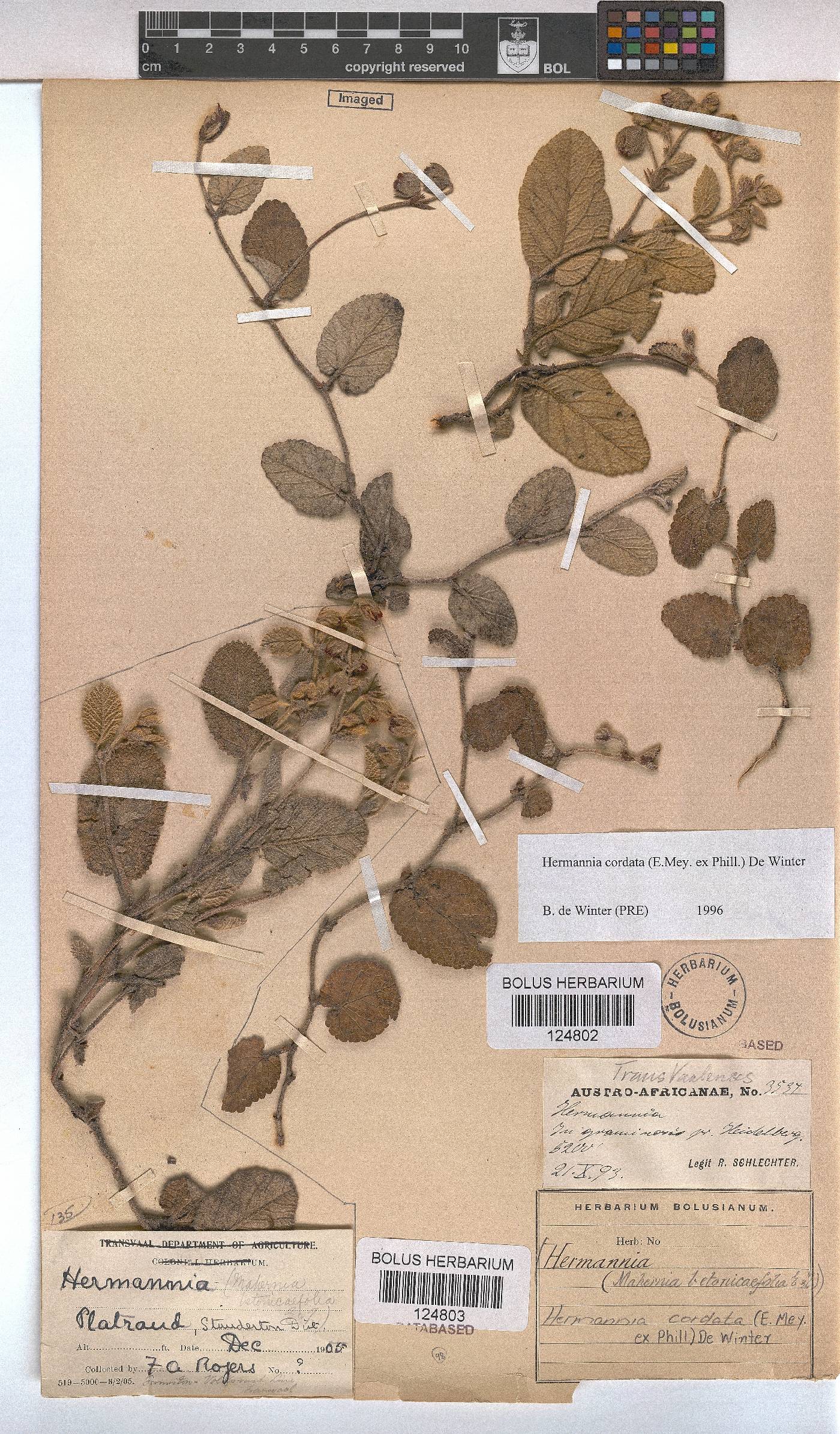 Hermannia cordata image