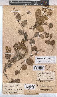 Hermannia cordata image