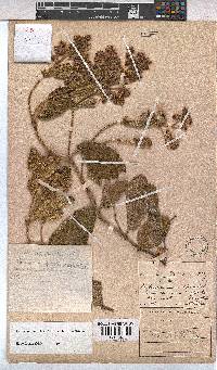 Hermannia cordata image