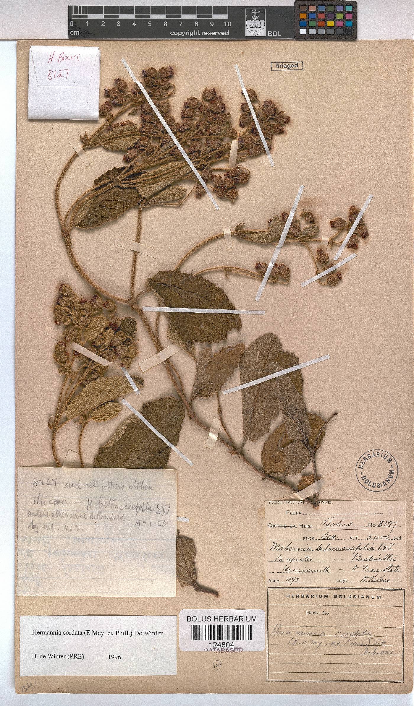 Hermannia cordata image