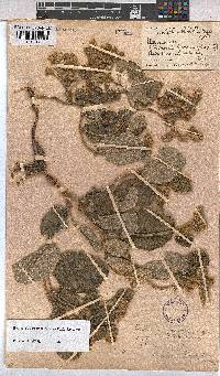Hermannia cordata image