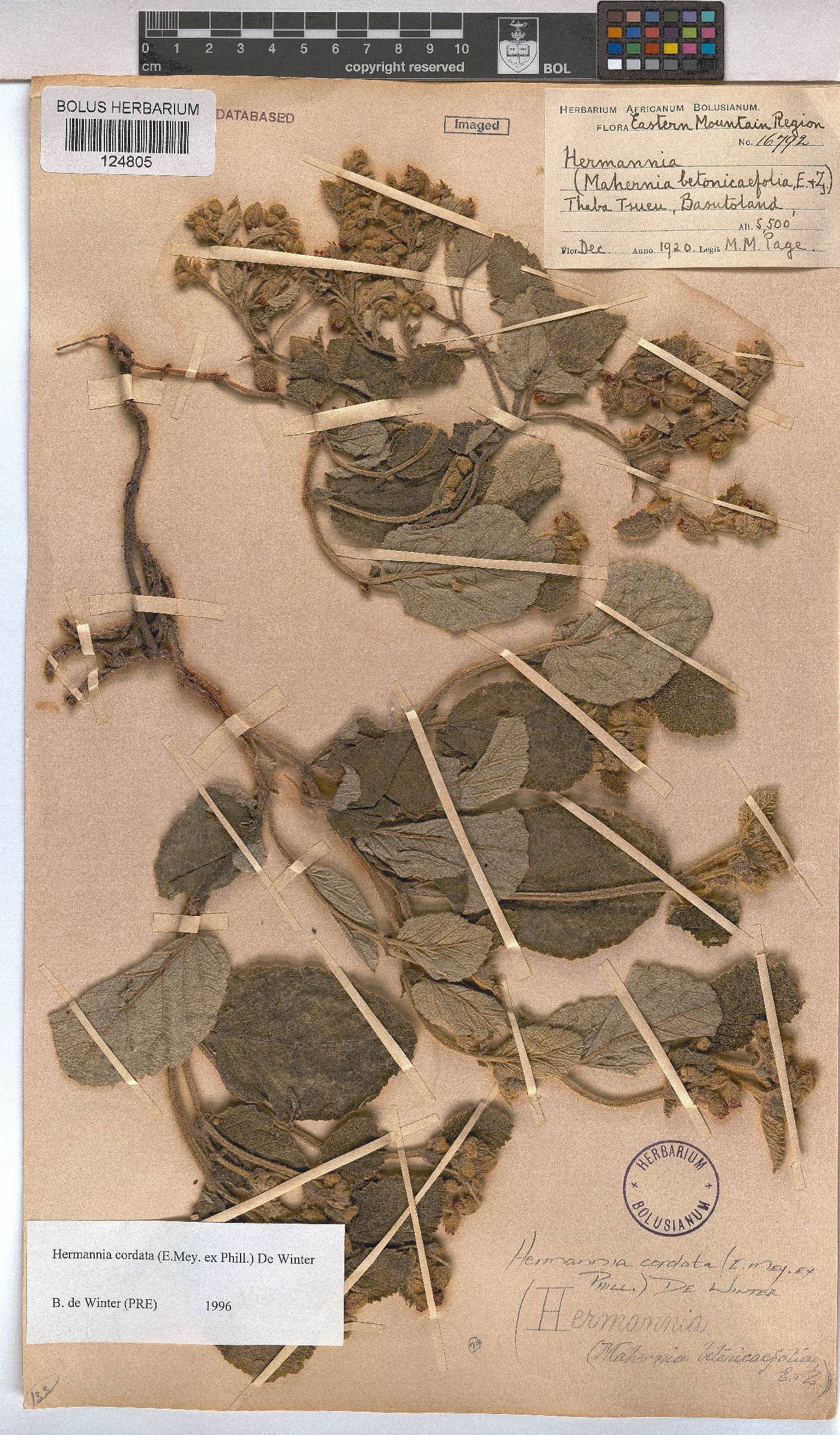 Hermannia cordata image