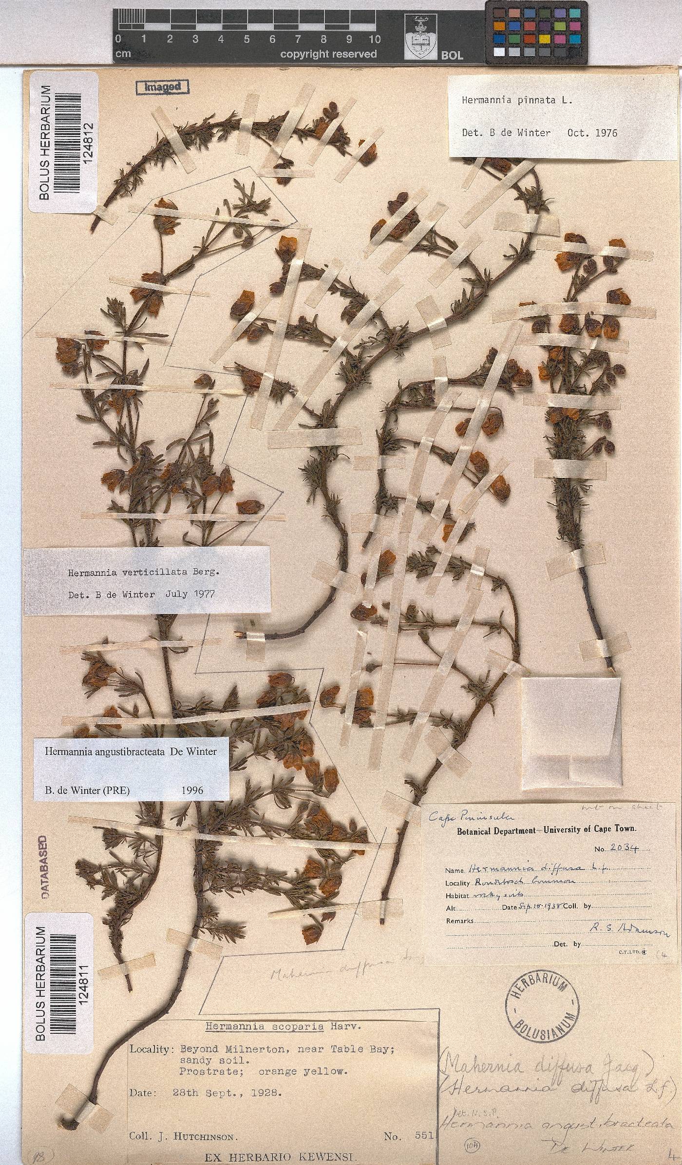Hermannia angustibracteata image