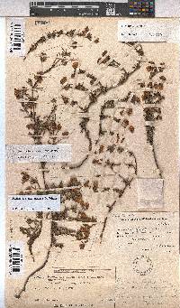 Hermannia angustibracteata image