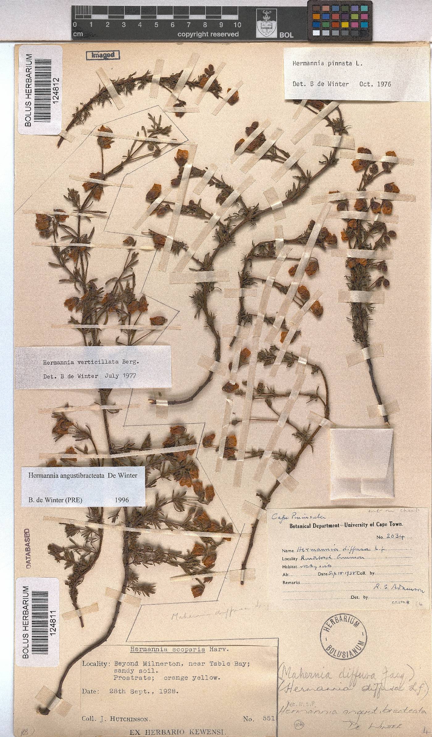 Hermannia angustibracteata image