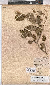 Hermannia cordata image
