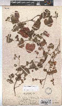 Hermannia malvifolia image