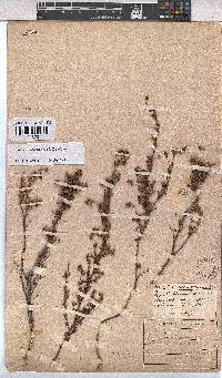Hermannia cedarbergenis image