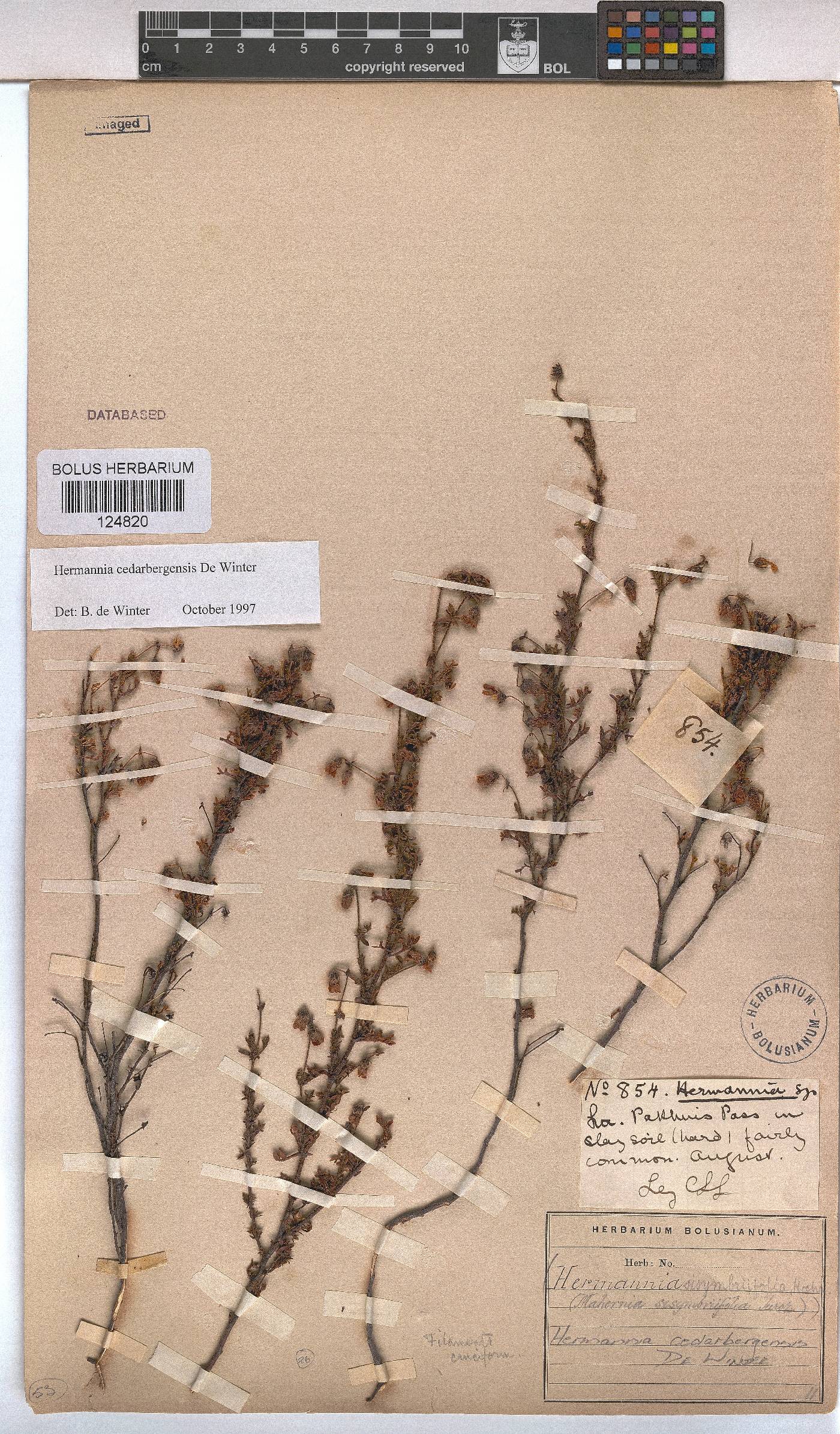 Hermannia cedarbergenis image