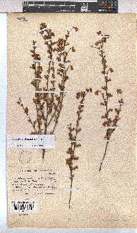 Hermannia cedarbergenis image