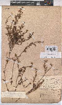 Hermannia cedarbergenis image