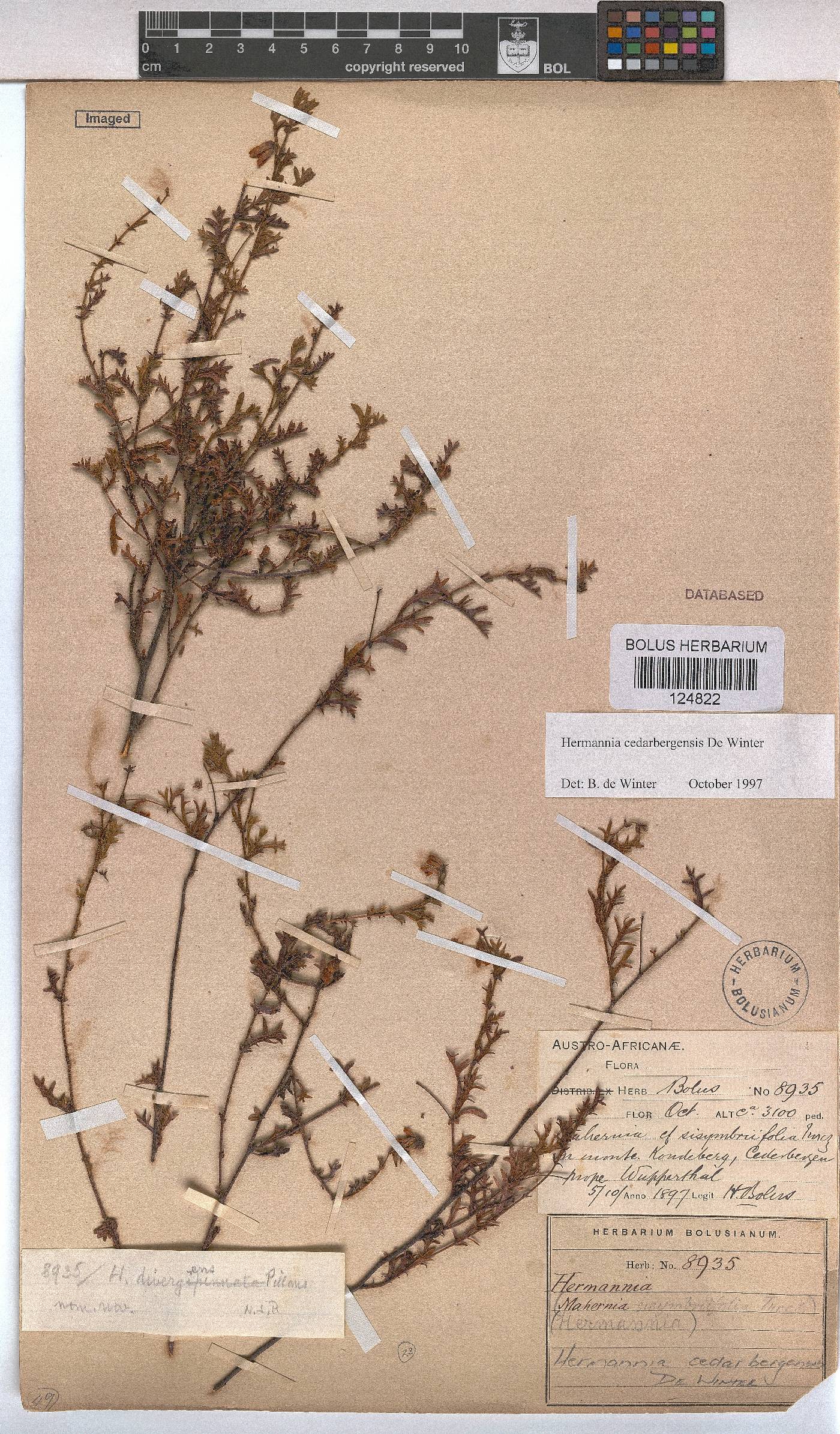 Hermannia cedarbergenis image