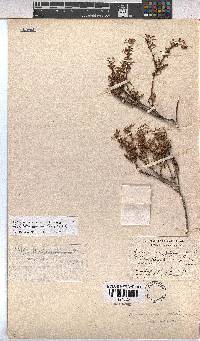 Hermannia cedarbergenis image