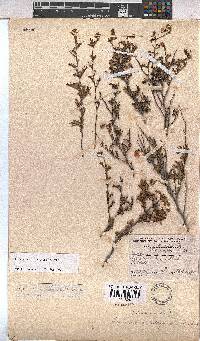 Hermannia cedarbergenis image