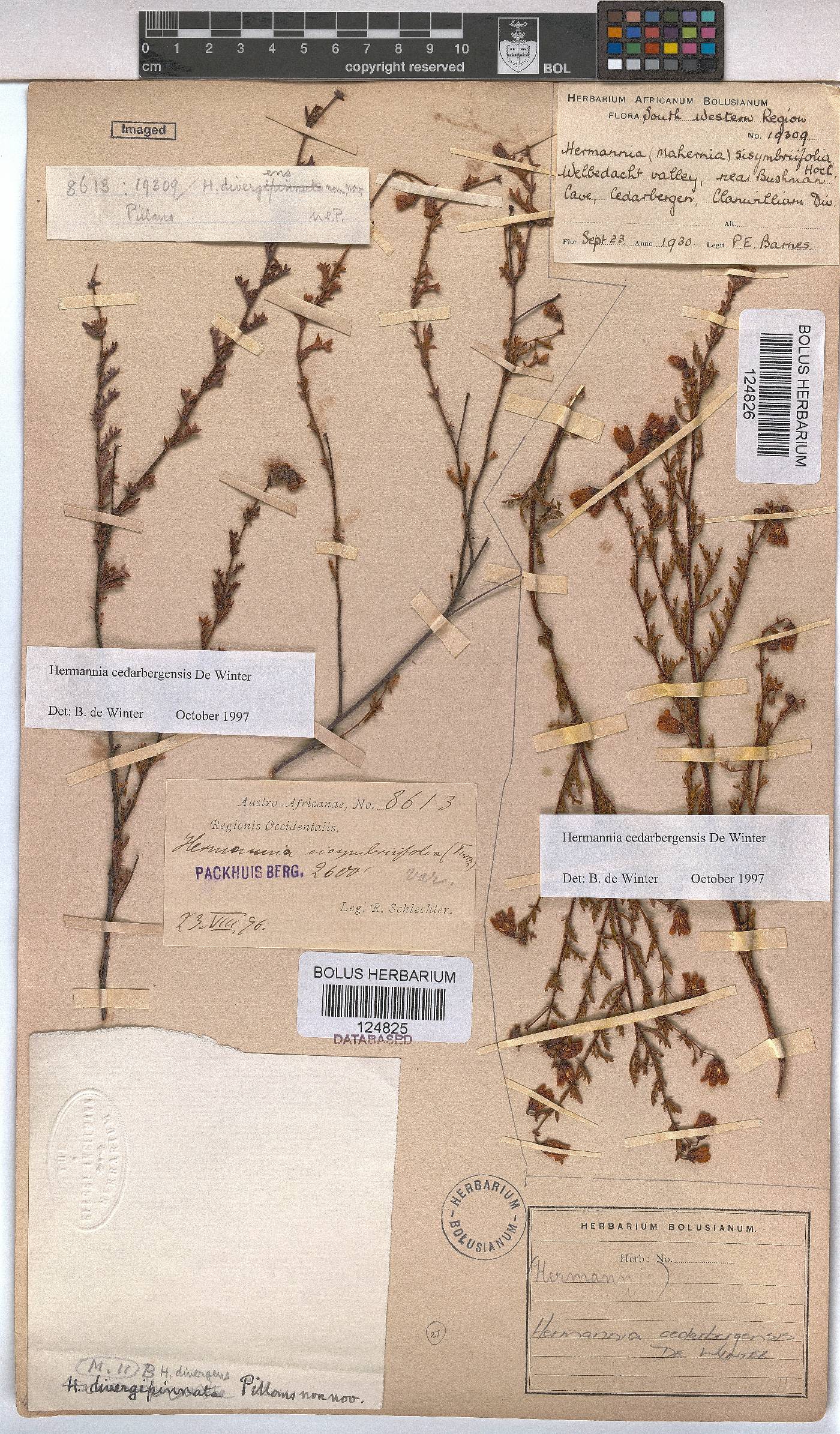 Hermannia cedarbergenis image