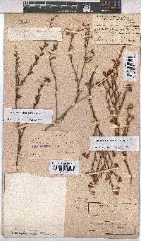 Hermannia cedarbergenis image