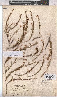 Hermannia cedarbergenis image