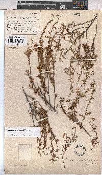 Hermannia cedarbergenis image