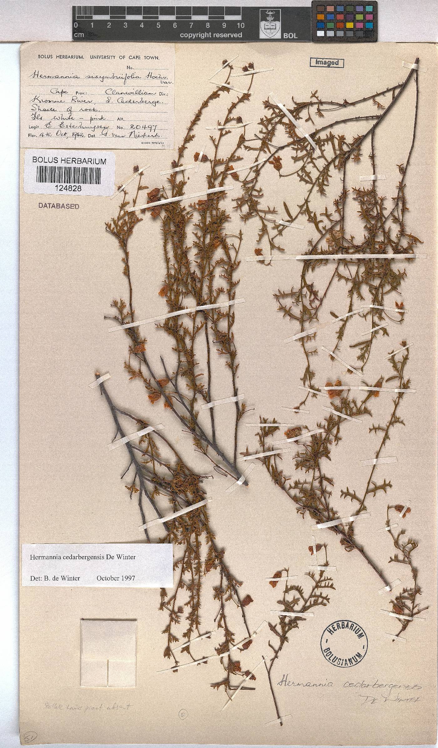 Hermannia cedarbergenis image