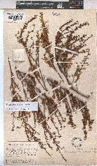 Hermannia cedarbergenis image