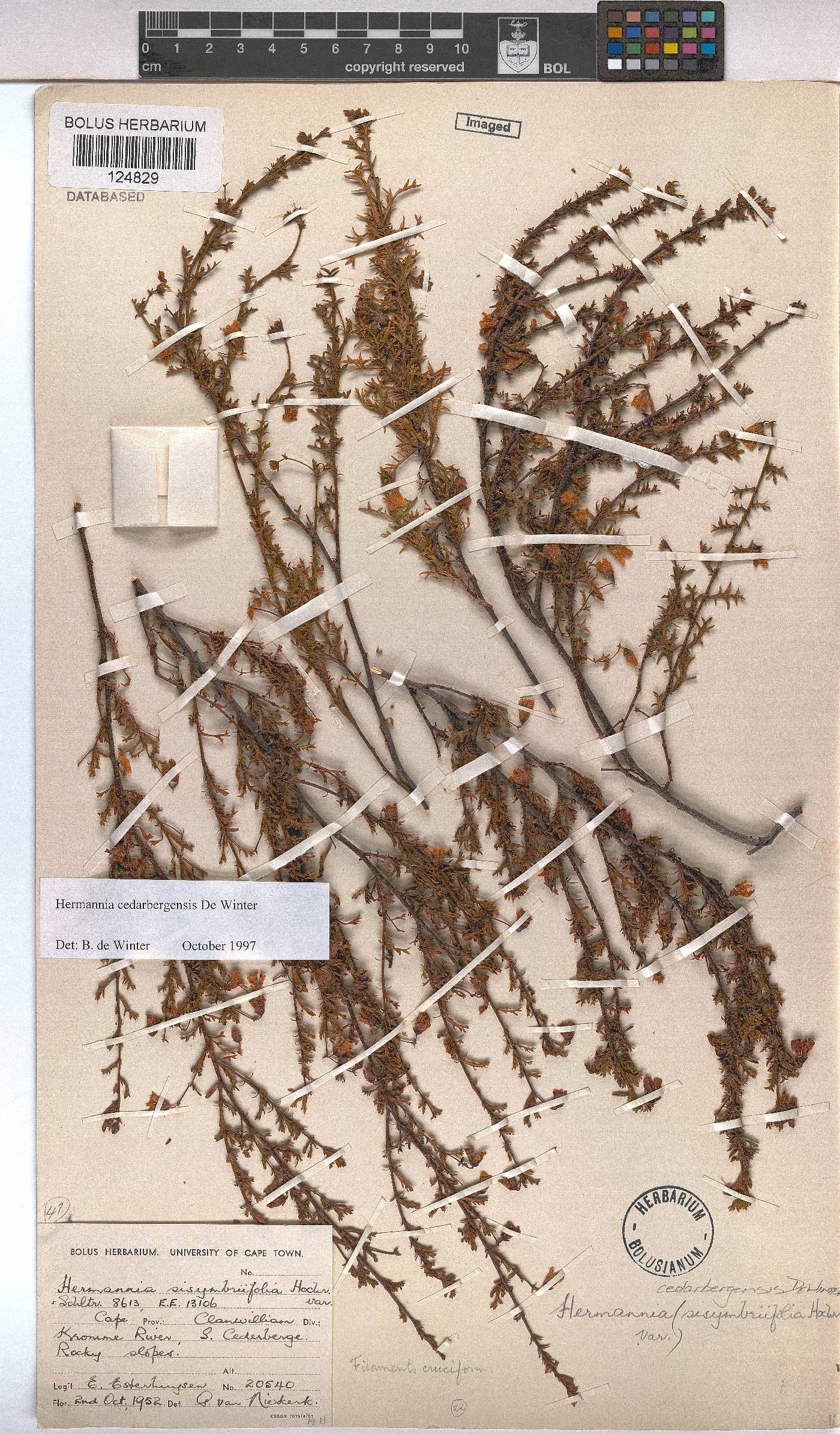 Hermannia cedarbergenis image