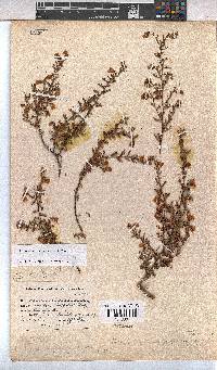 Hermannia cedarbergenis image