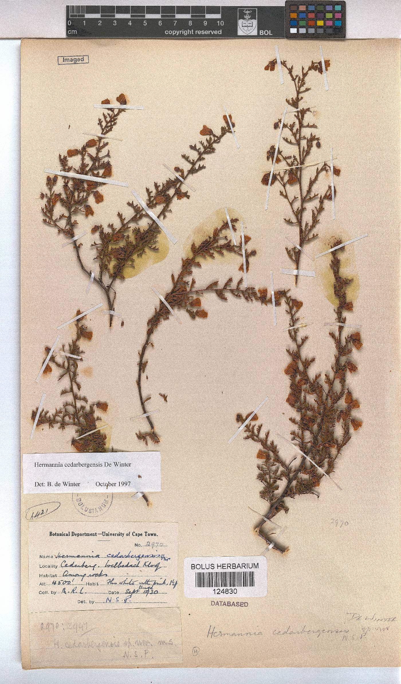 Hermannia cedarbergenis image