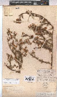 Hermannia angustibracteata image