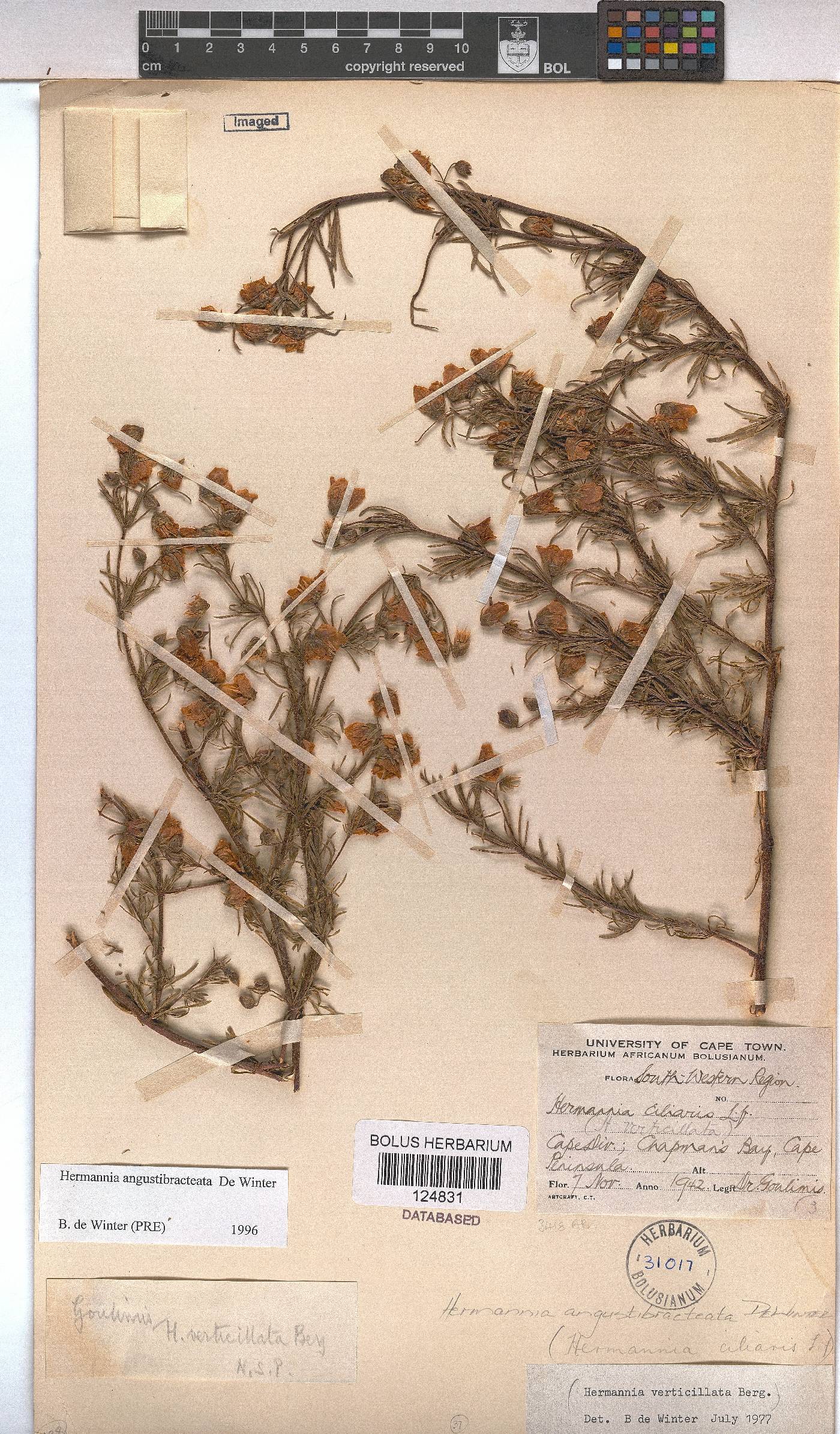 Hermannia angustibracteata image