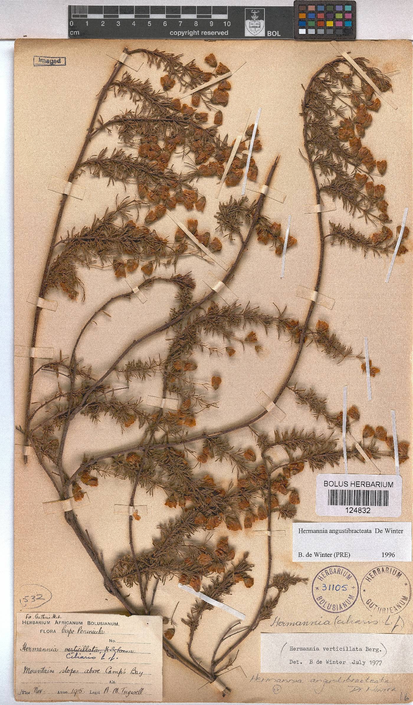Hermannia angustibracteata image