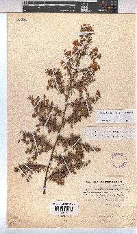 Hermannia angustibracteata image