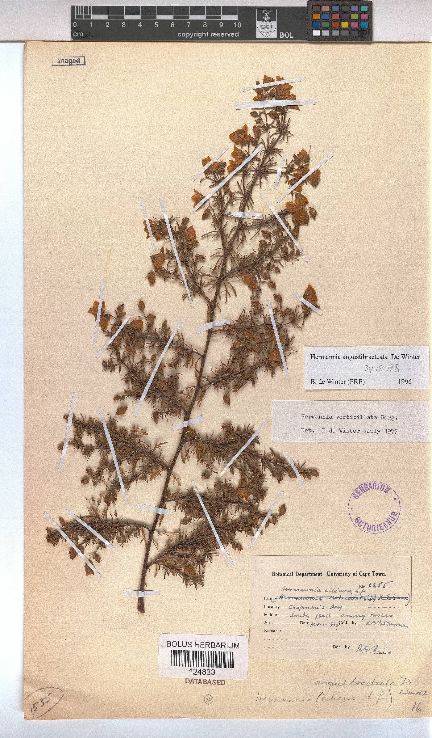 Hermannia angustibracteata image
