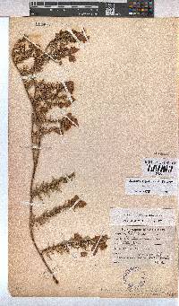 Hermannia angustibracteata image