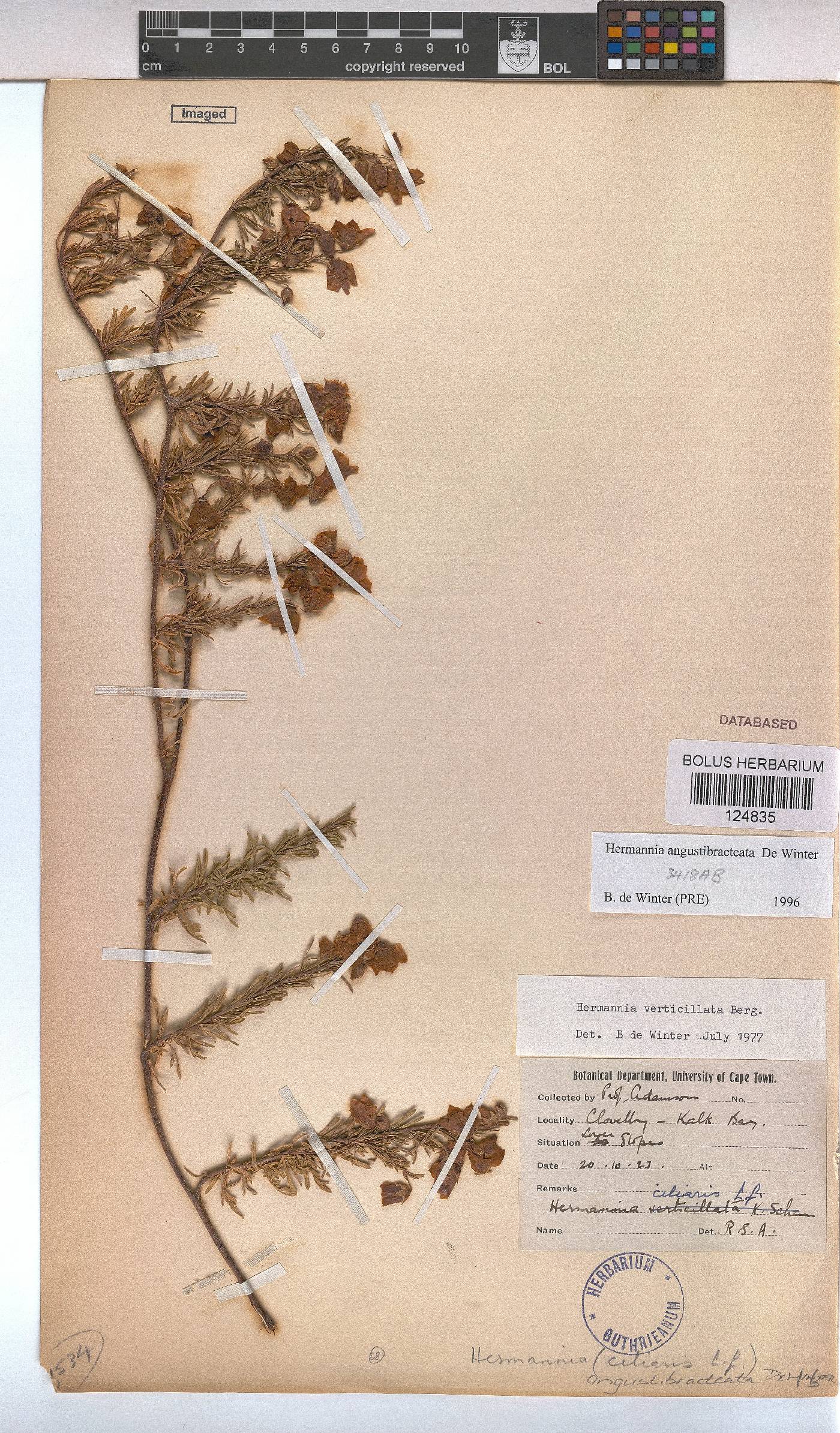 Hermannia angustibracteata image
