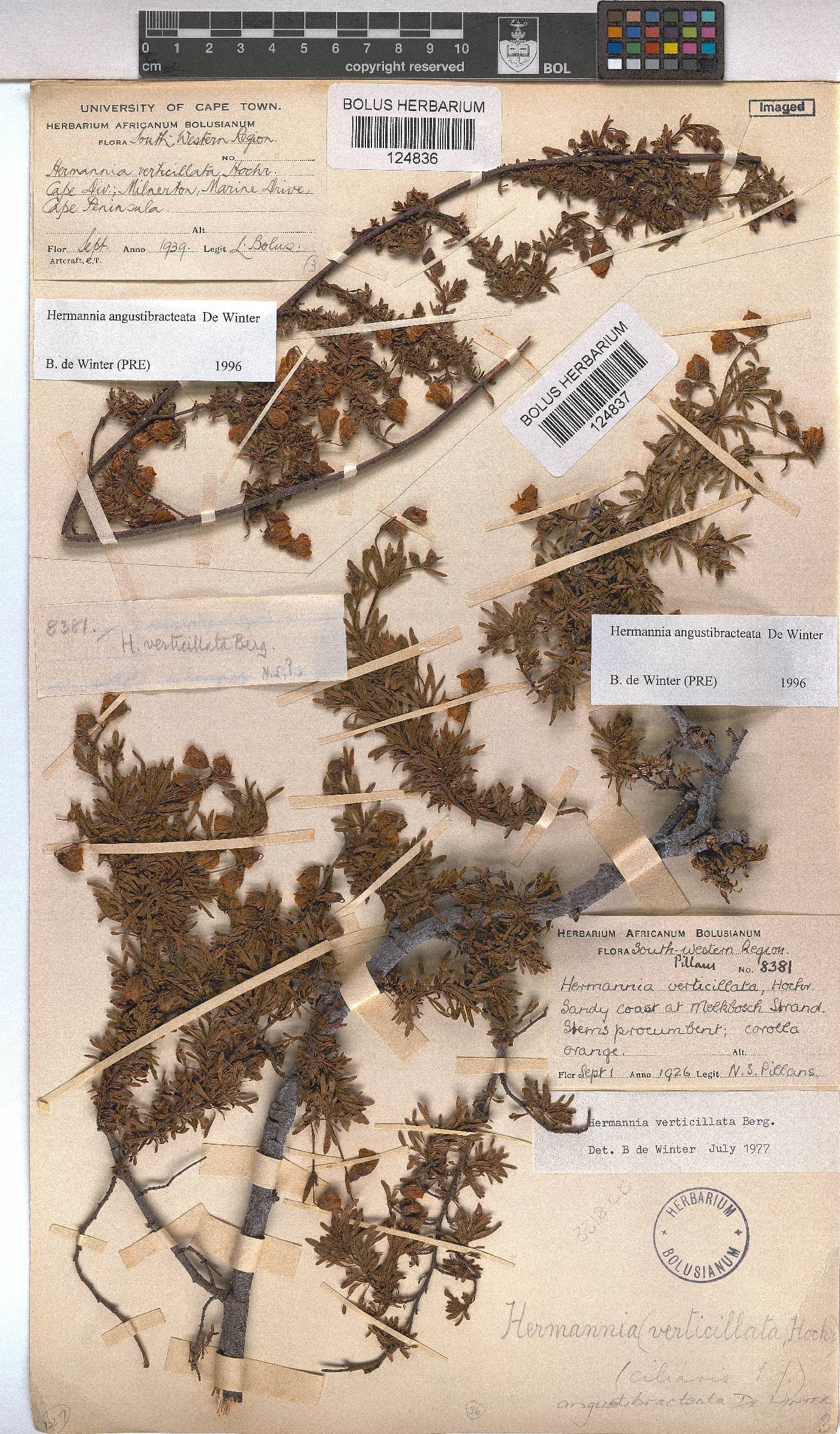 Hermannia angustibracteata image