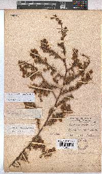 Hermannia angustibracteata image