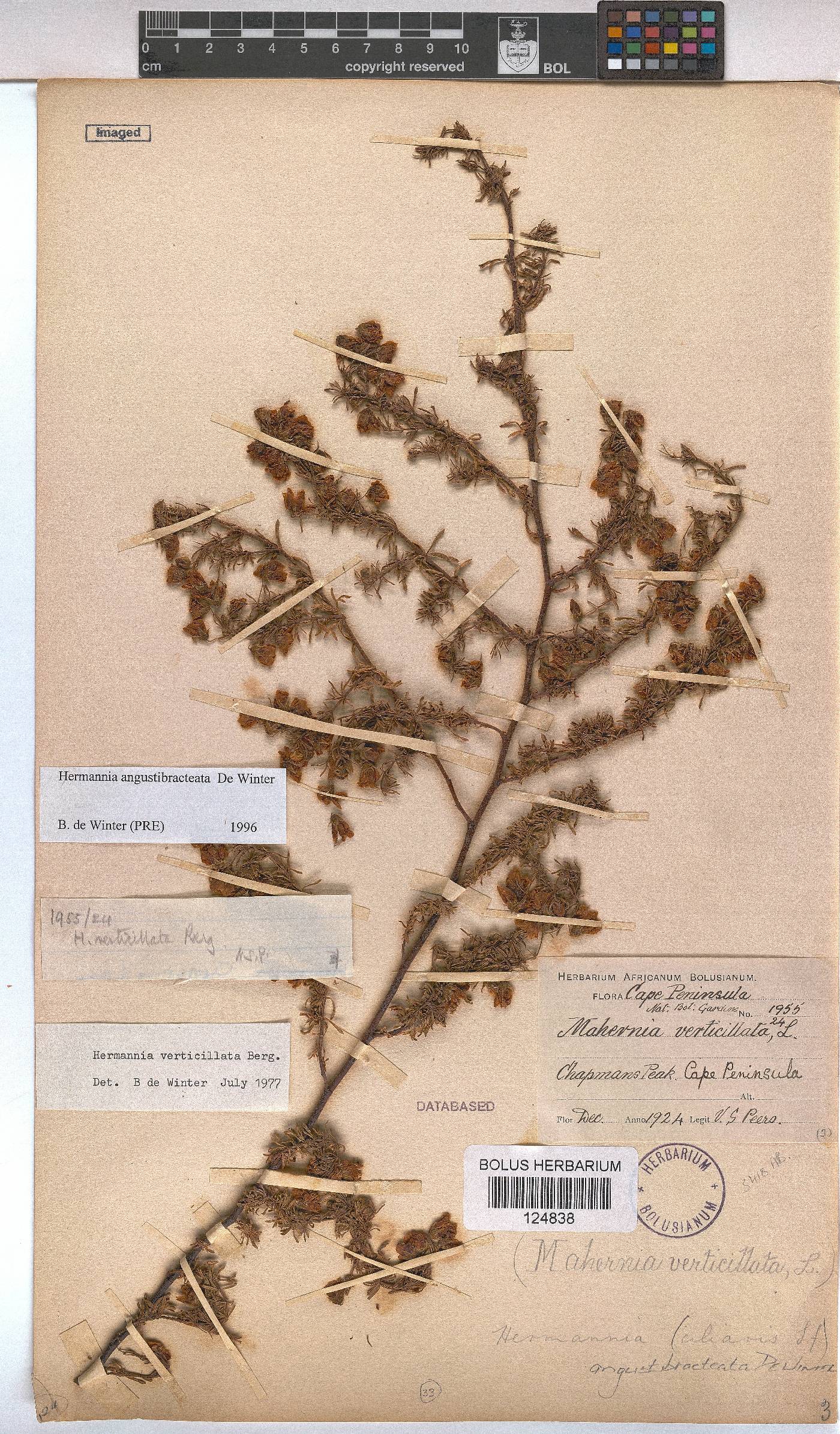 Hermannia angustibracteata image