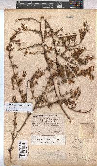 Hermannia angustibracteata image