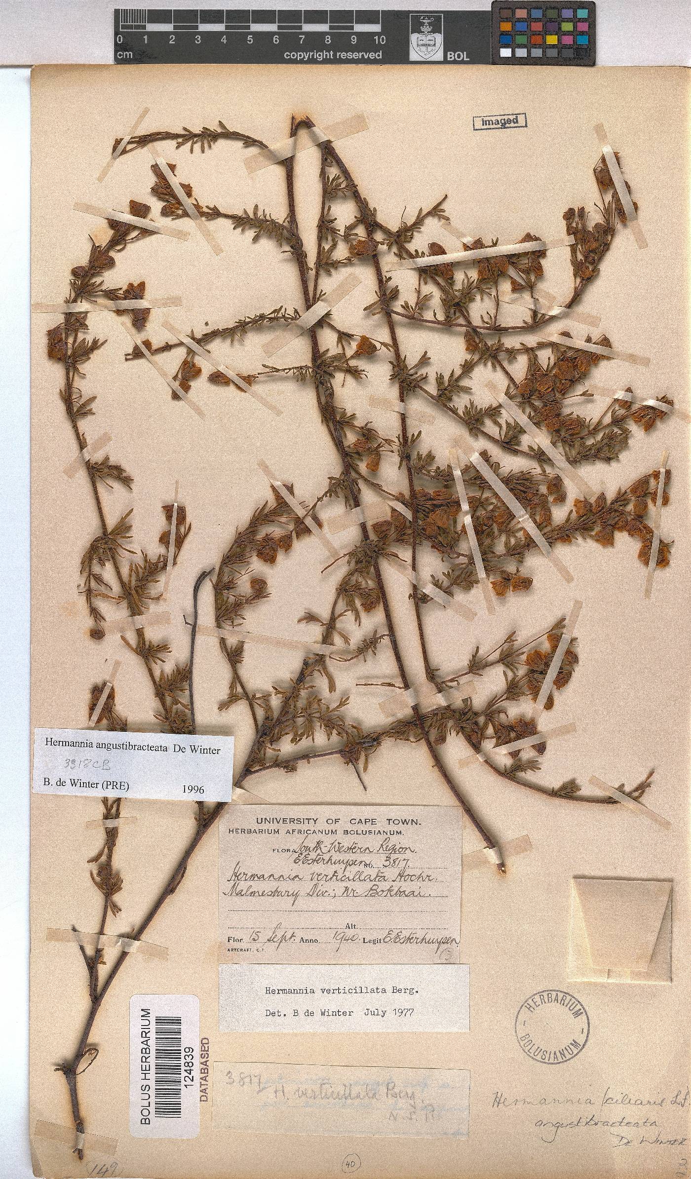 Hermannia angustibracteata image